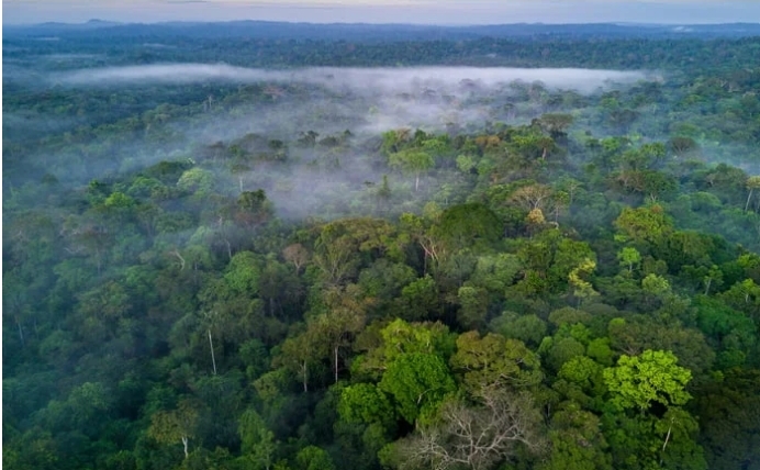 EUA disponibiliza mais US$ 47 milhões para o Fundo Amazônia