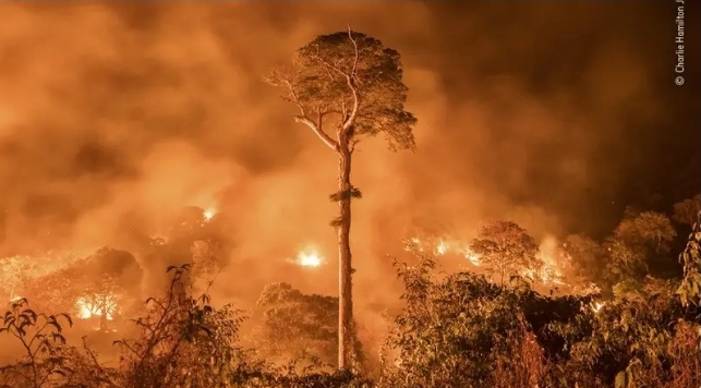 MEIO AMBIENTE   -AMAZONAS REGISTRA 260 FOCOS DE QUEIMADAS EM UM ÚNICO DIA