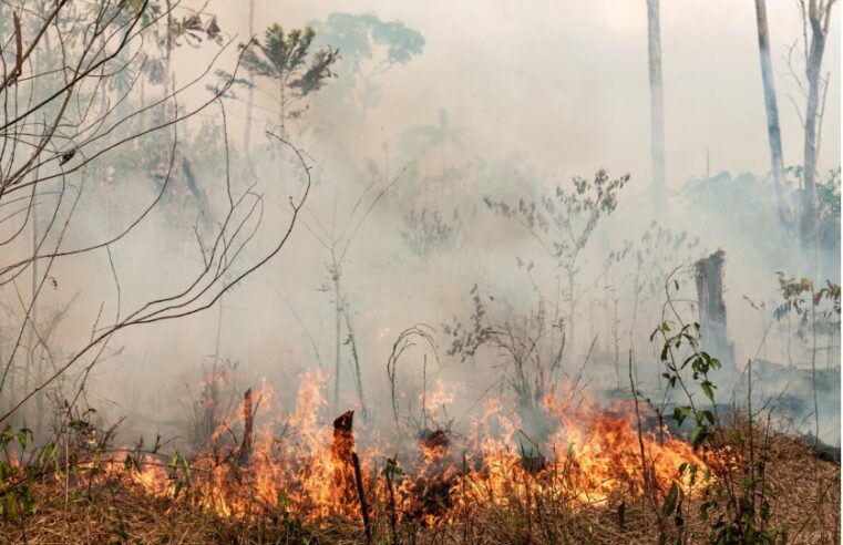 Amazônia: Amazonas e Pará têm mais da metade dos focos de queimadas