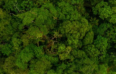 Especialização em MBA em Bionegócios na Amazônia da UEA prorroga inscrições