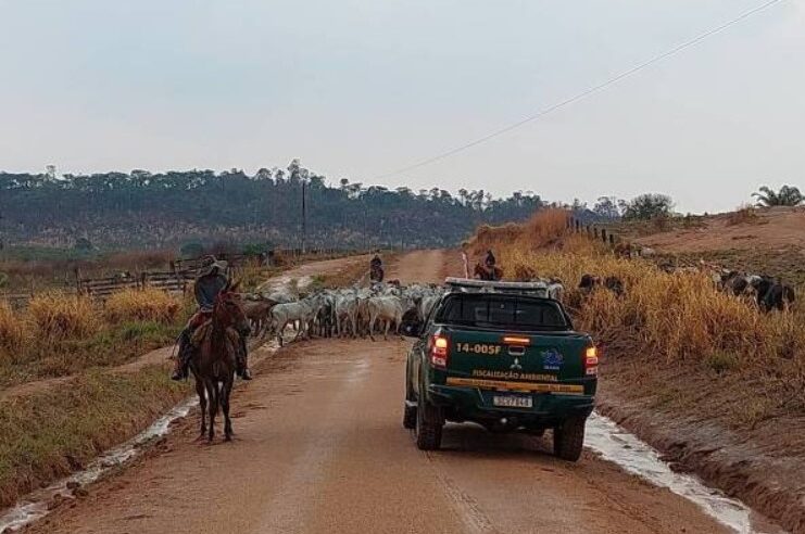 MEIO AMBIENTE – R$ 364 milhões: Ibama multa frigoríficos por venda de carne de área desmatada