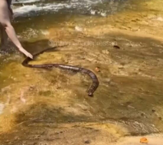 VÍDEO: Cobra venenosa assusta banhistas em cachoeira de Presidente Figueiredo